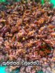Sanka Products – Authentic Sri Lankan Traditional Foods