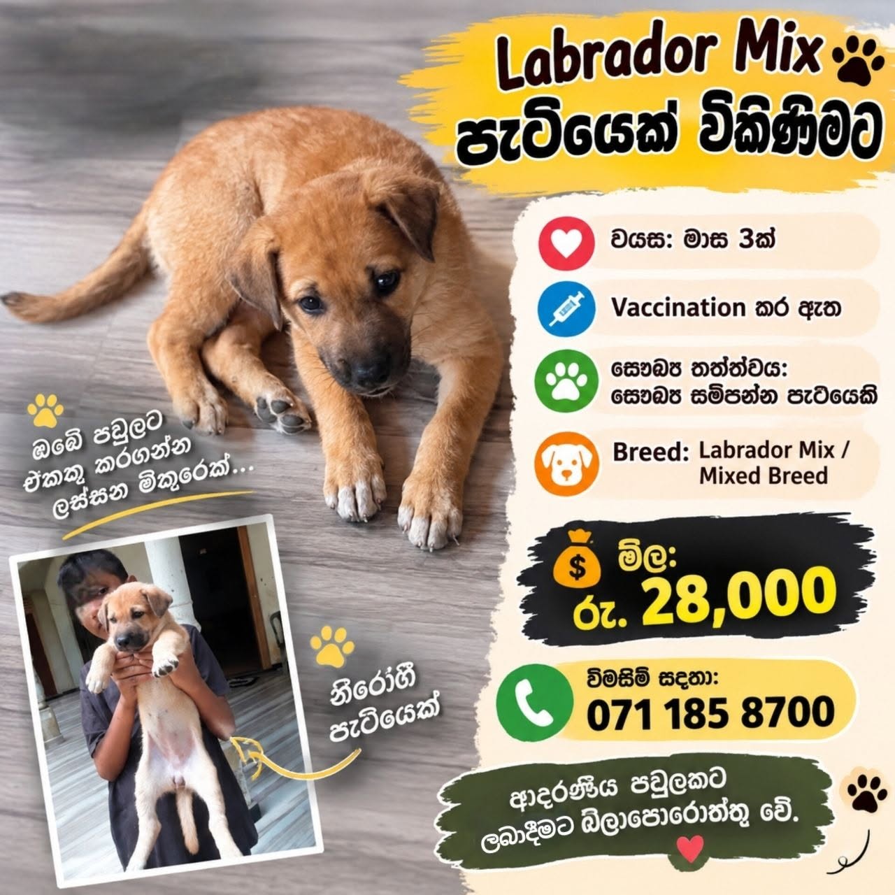 Labrador Mix Puppy for Sale