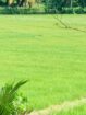 Elegant Villa For Sale – Katana*