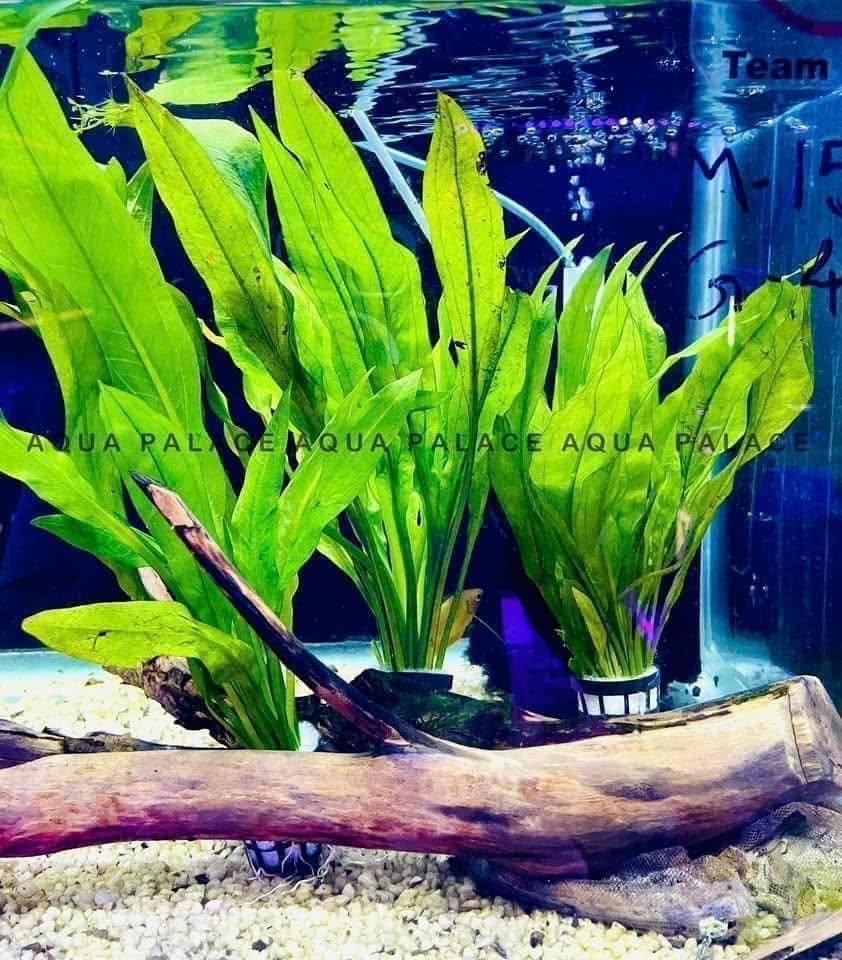Aquarium Plants