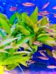 Aquarium Plants