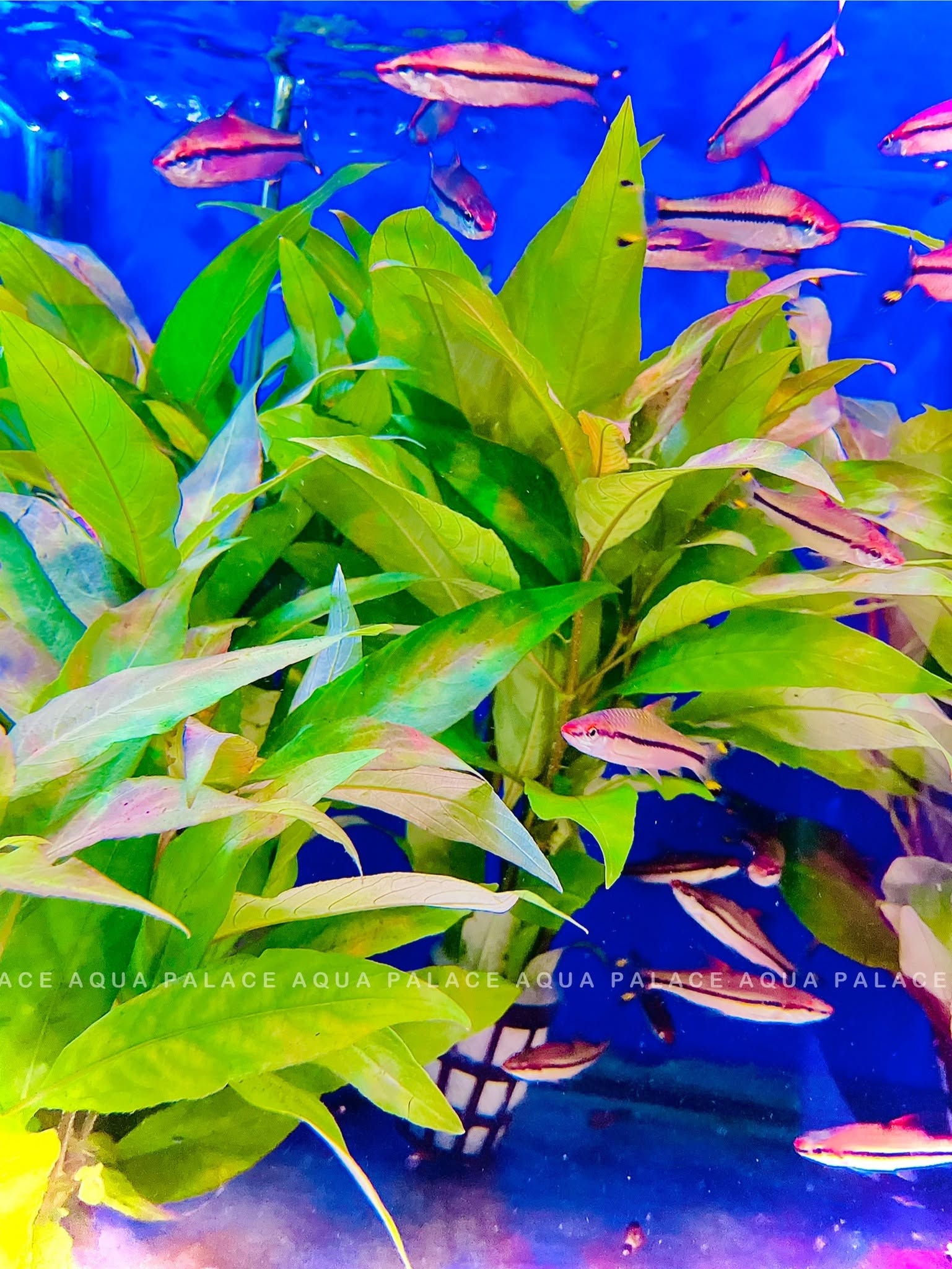 Aquarium Plants