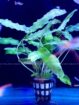 Aquarium Plants
