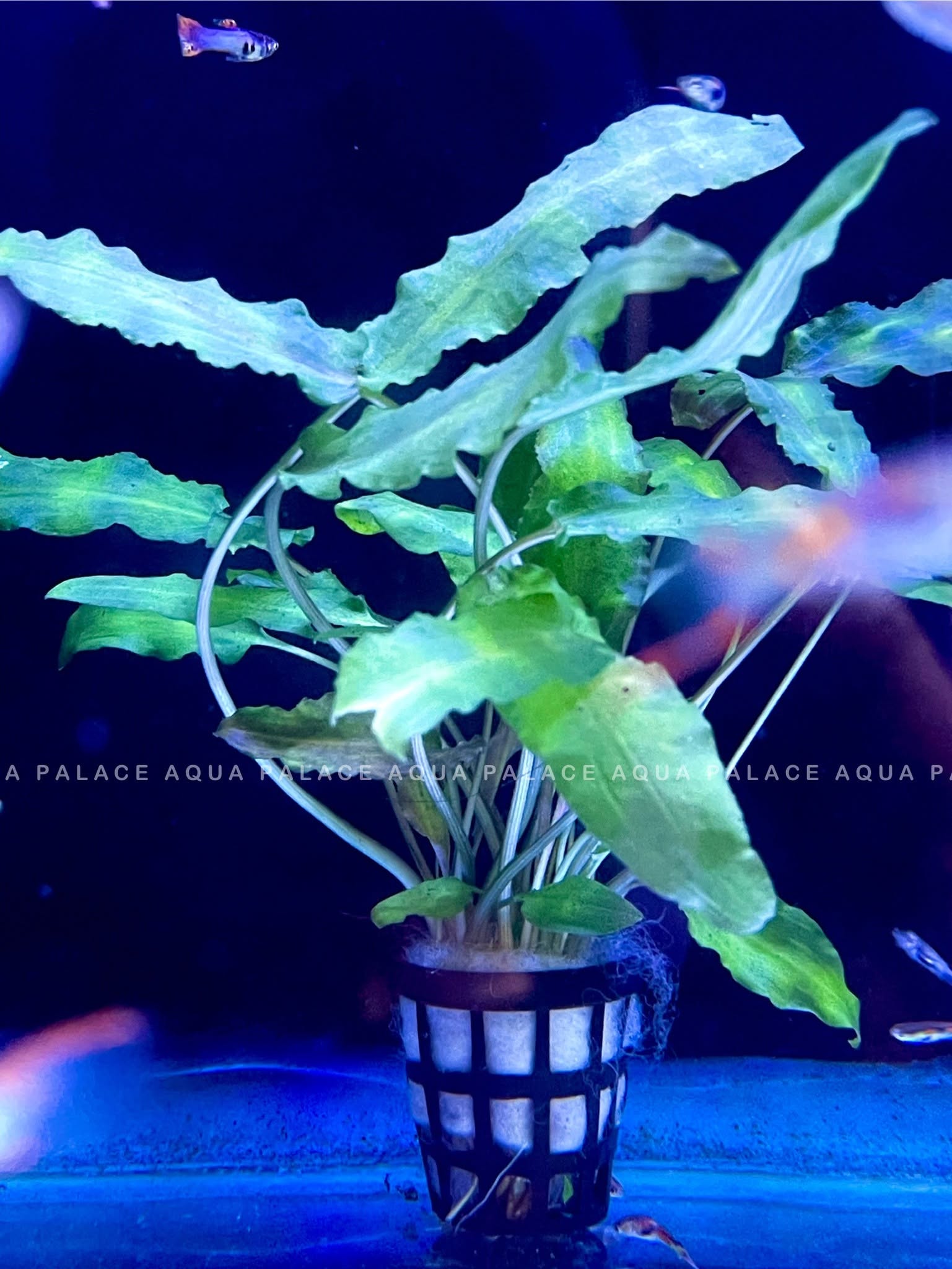 Aquarium Plants