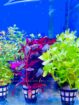 Aquarium Plants