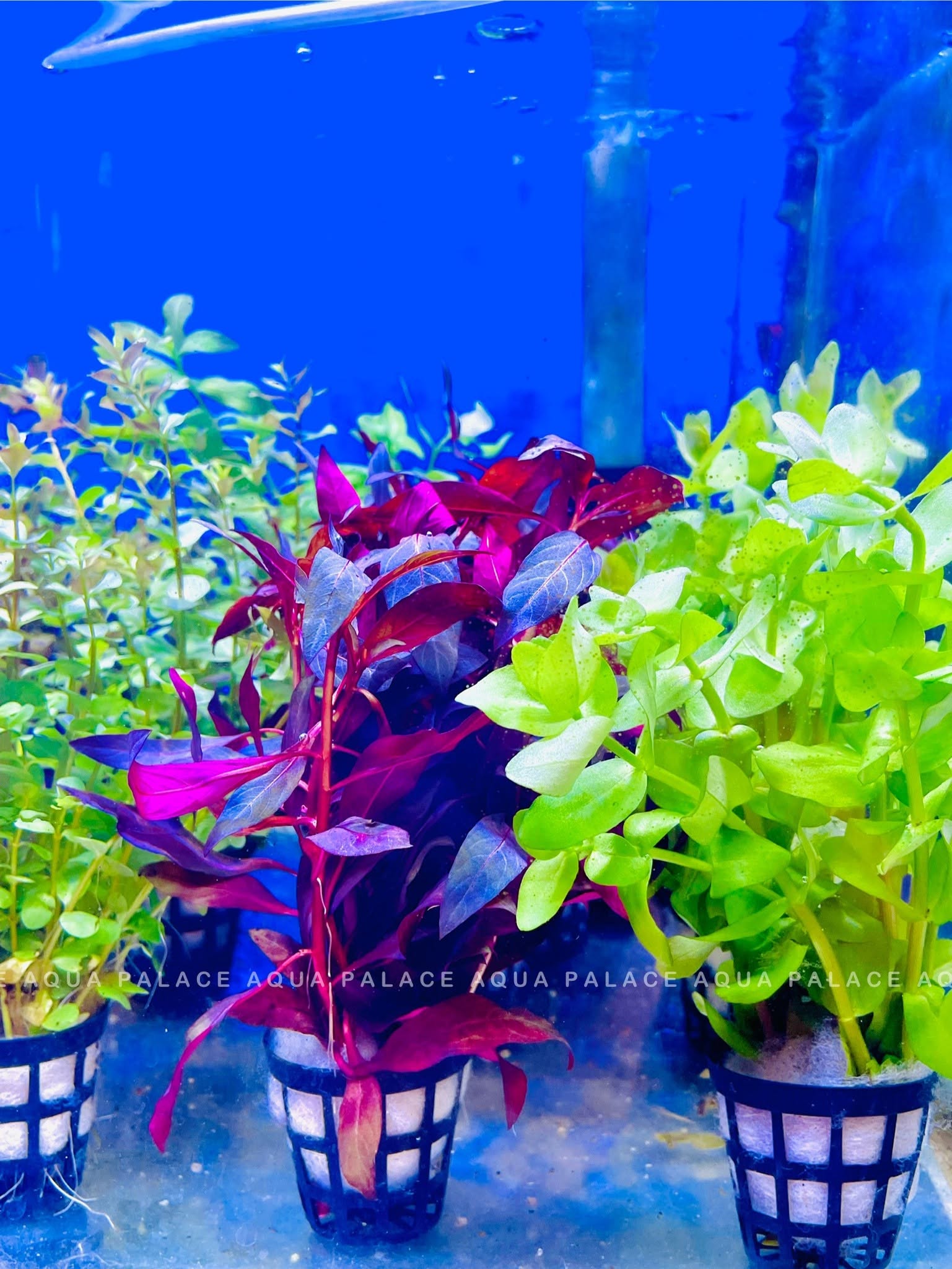 Aquarium Plants