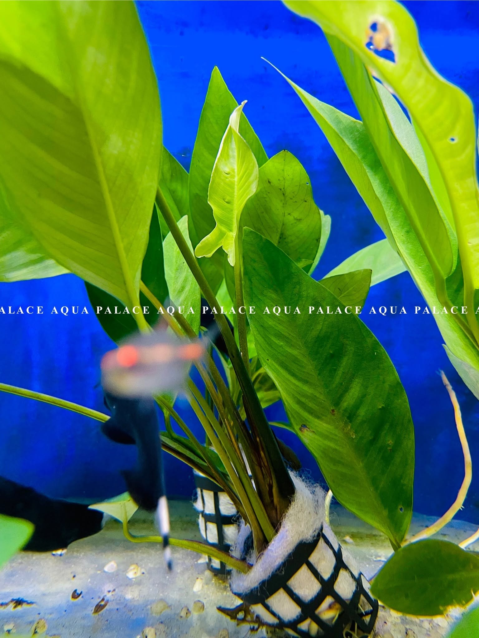Aquarium Plants